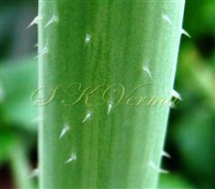  Stem (Hispid) 
